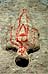 Vers les pages d'Ana Mendieta