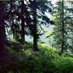 Mélèzes et sous bois de montagne - © Norbert Pousseur